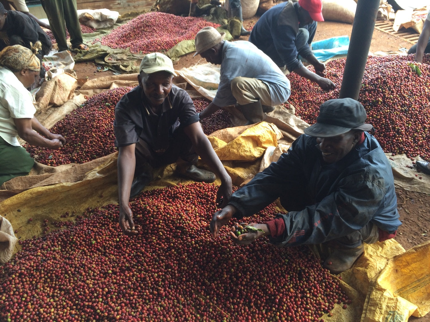 Kenya Rungeto Kiangoi – Kaffeeernte Nahaufnahme, rote Kaffeekirschen, Kirinyaga