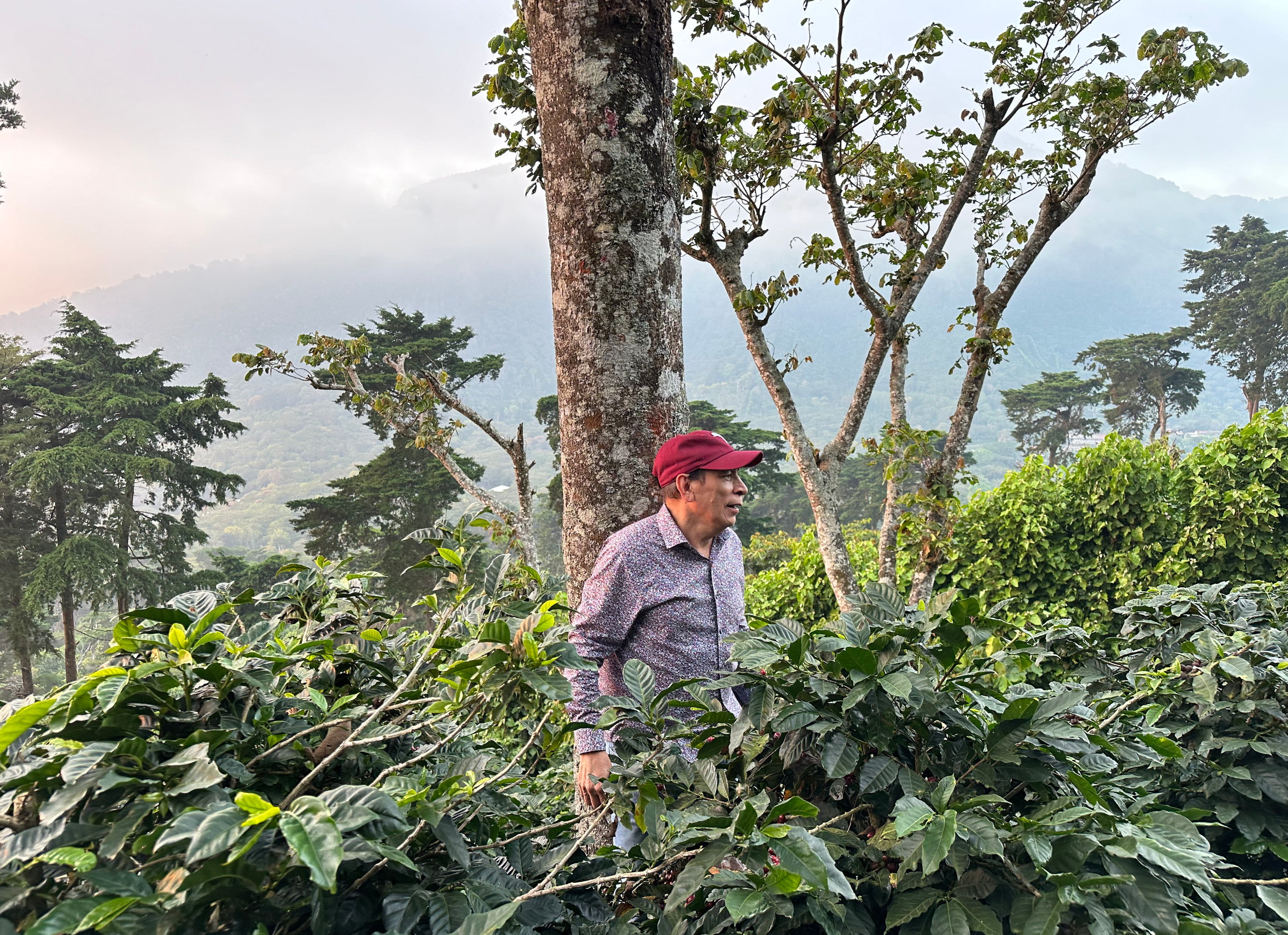 El Salvador Los Naranjos – Kaffeeplantage Specialty Coffee Herkunftsfoto