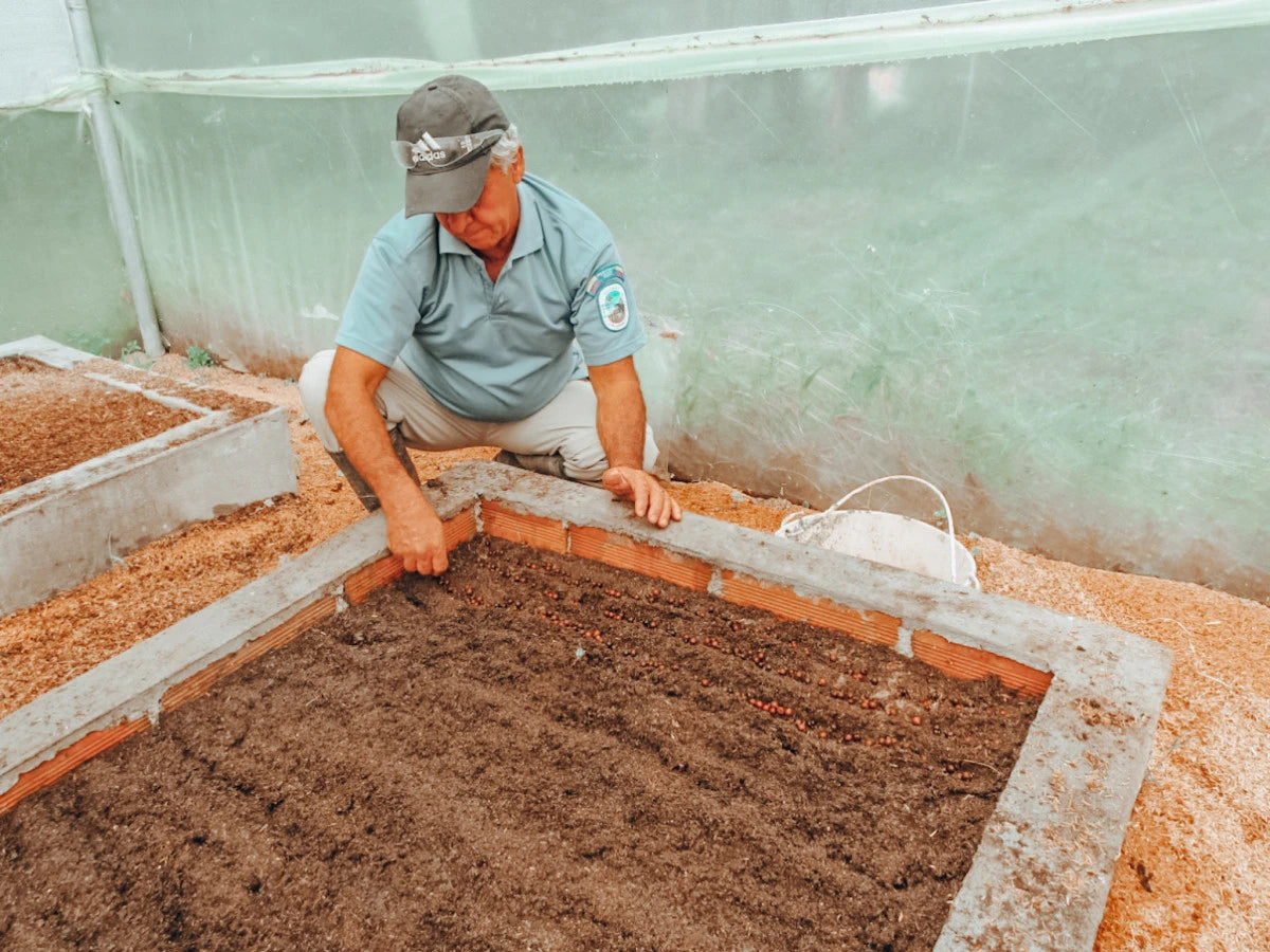19grams Finca Los Osos Kaffeepflanzen-Anzucht in Kolumbien – Kaffeesetzlinge auf der Partnerfarm von 19grams.live Roasters Berlin