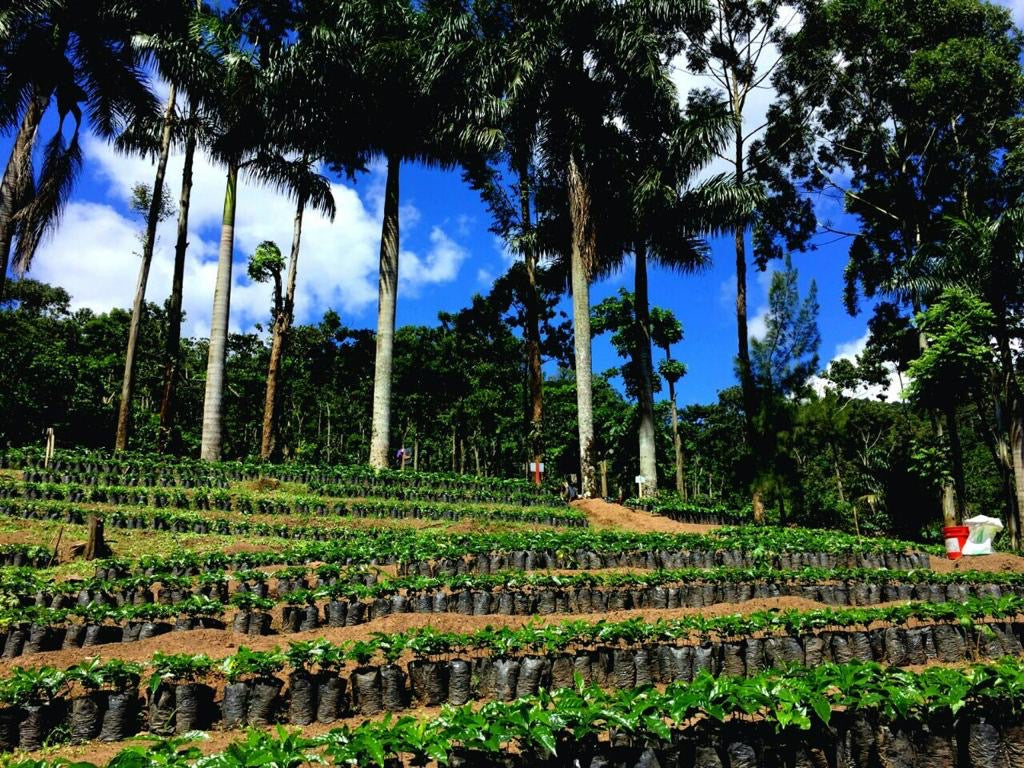 Nicaragua El Limoncillo – Kaffeeernte Herkunftsfoto Specialty Coffee