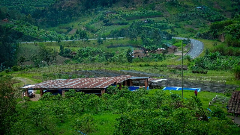 Luftaufnahme der Ngororero Farm in Ruanda – grüne Kaffeeplantage mit Trocknungsflächen und Gebäuden für 19grams Ngororero Specialty Coffee aus Ruanda