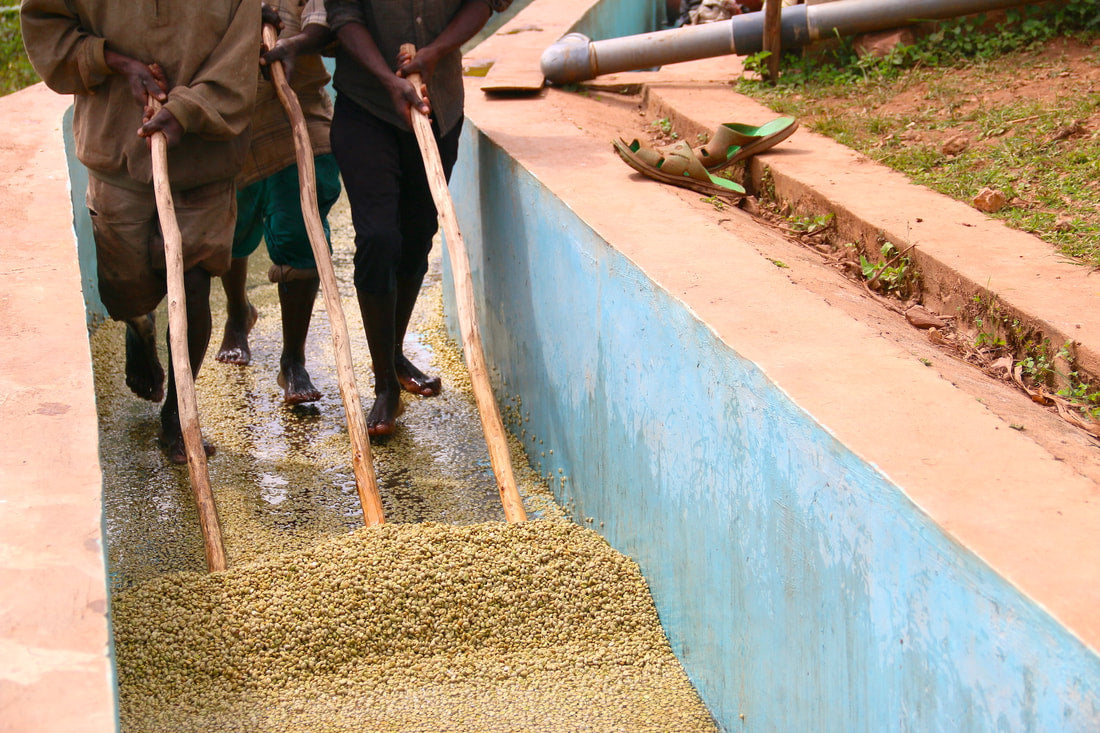 Arbeiter beim Washed Process auf der Ngororero Farm Ruanda – Kaffeebohnen werden gewaschen und aufbereitet für 19grams Ngororero Specialty Coffee aus Ruanda