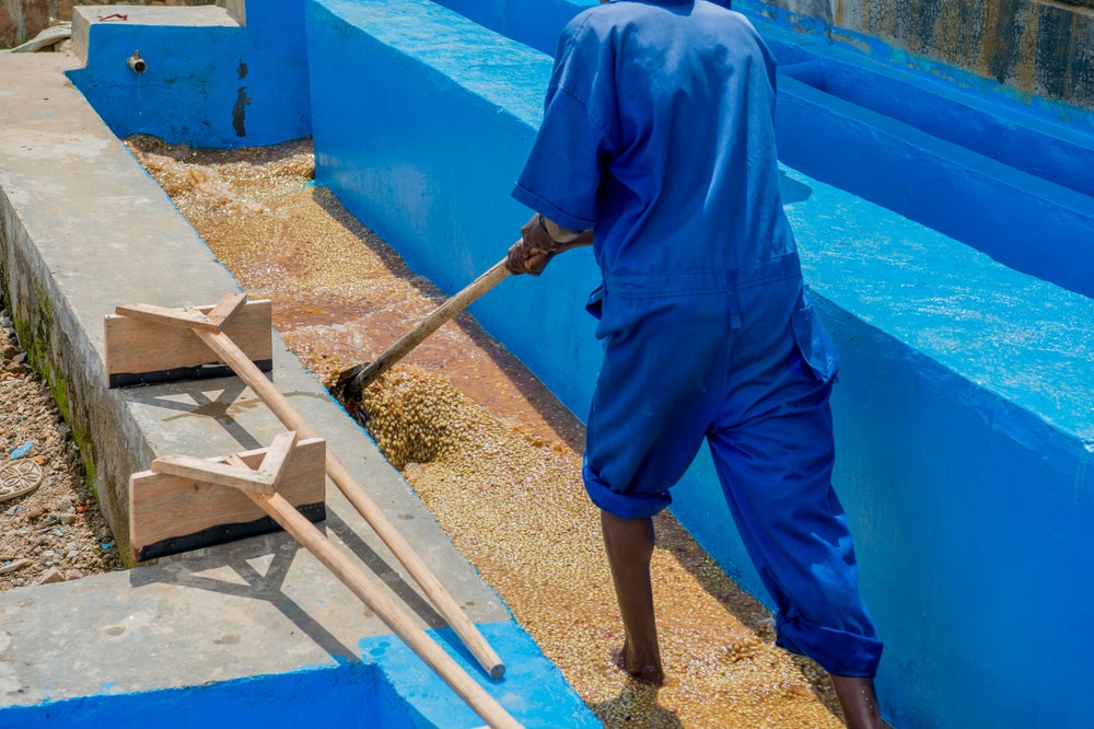 Kaffeefarm-Arbeiter beim Washing Process auf der Ngororero Farm Ruanda – Gewaschener Kaffee trocknen lassen für 19grams Ngororero Specialty Coffee aus Ruanda