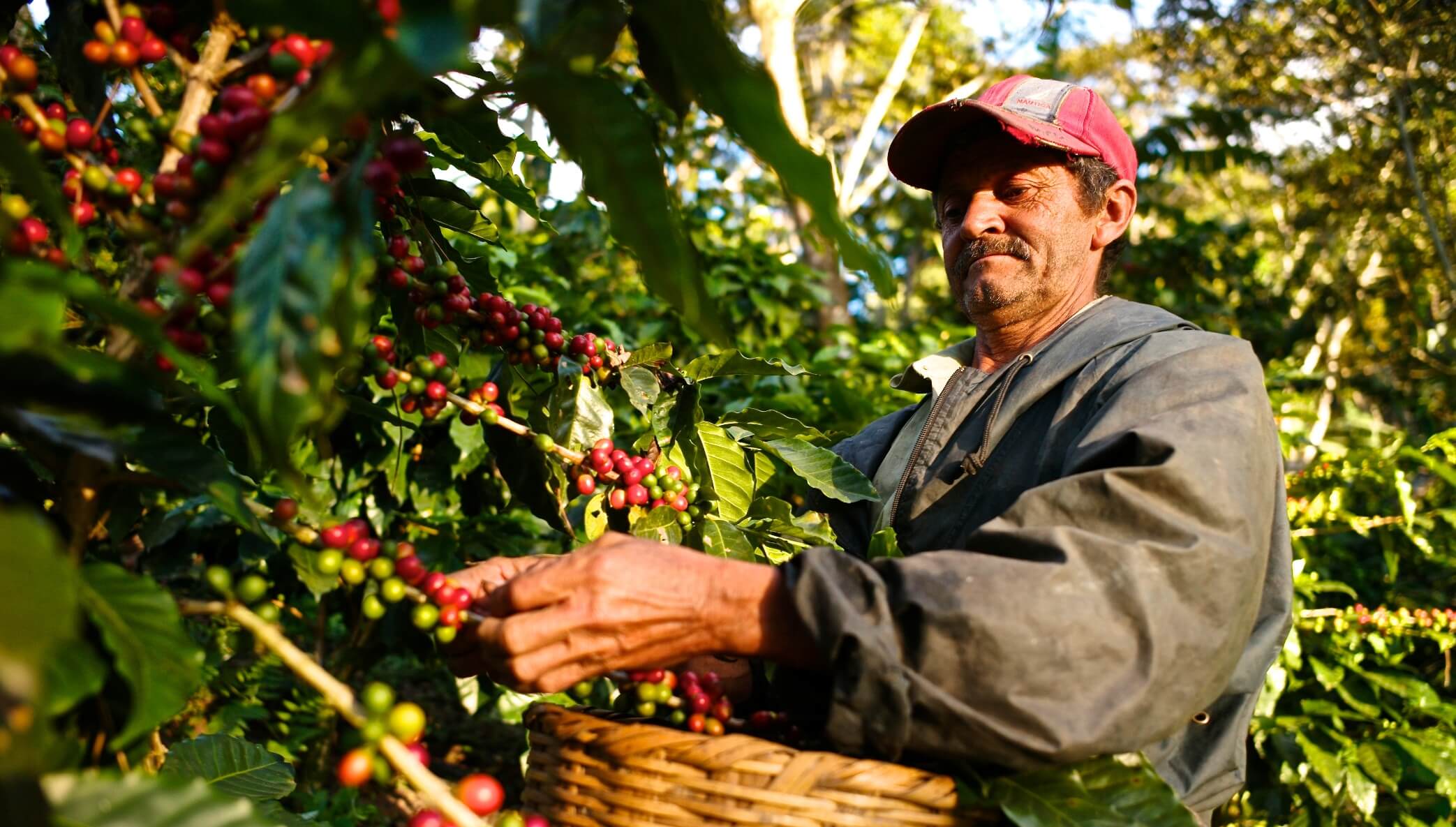 Nicaragua El Limoncillo – Kaffeepflanzung Herkunftsfoto Specialty Coffee