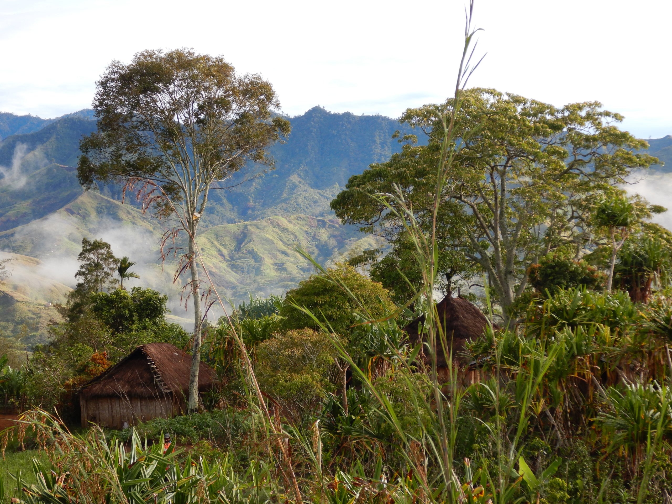 Papua-Neuguinea Korofeigu – Kaffeeplantage Herkunftsfoto Specialty Coffee bei 19grams