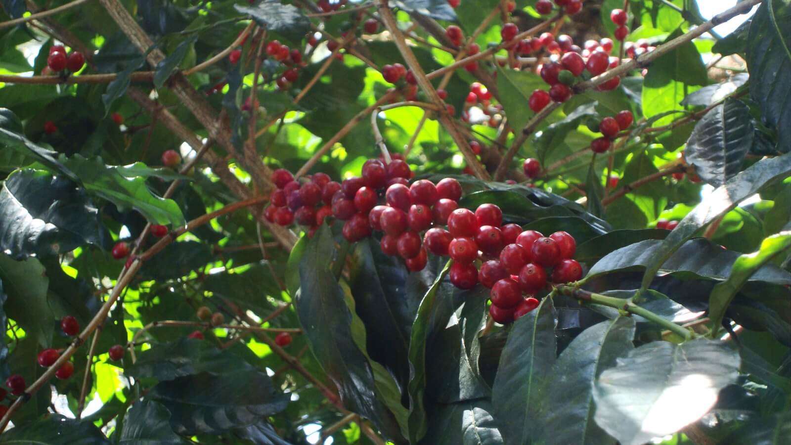Panama Kaffeekirsche