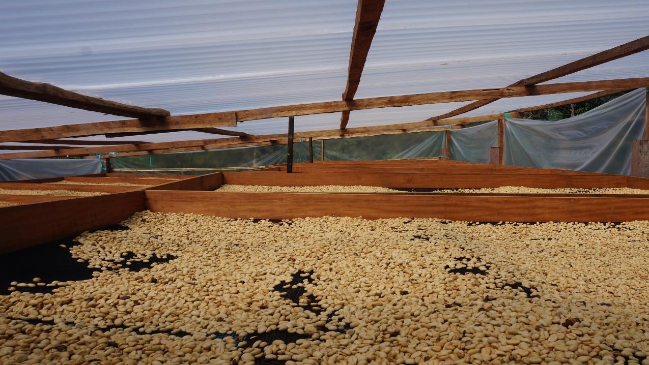 Peru Cemcavir Kooperative – Kaffeepflanzung Frontalansicht Herkunftsfoto Specialty Coffee