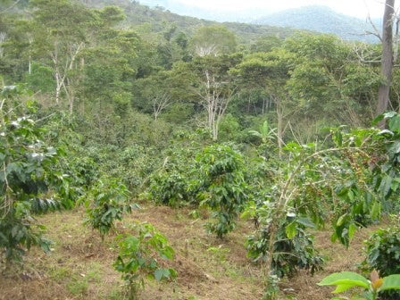 Peru Finca Negrisa – Kaffeeplantage Herkunftsfoto Specialty Coffee