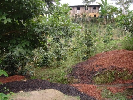 Peru Finca Negrisa – Kaffeepflanzung Herkunftsfoto Specialty Coffee