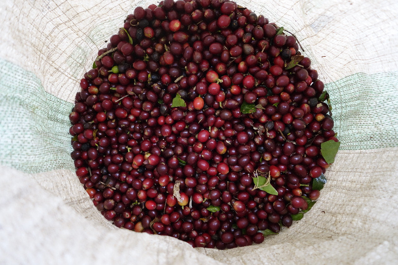 Kaffeekirschen aus Papua Neu Guinea