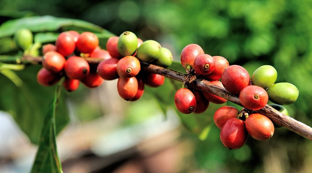 Plantage aus Papua Neu Guinea