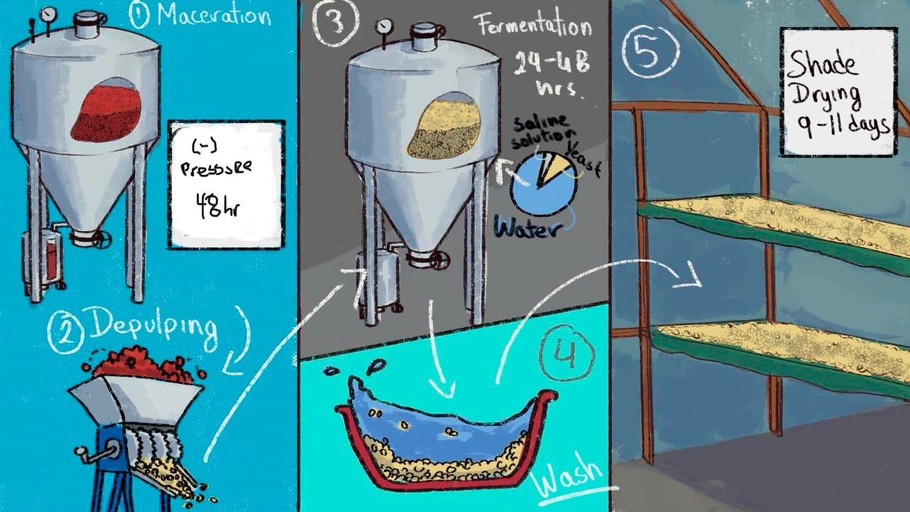 Handgezeichnete Infografik des Pulse-Vacuum-Washed Kaffeeverarbeitungsprozesses in 5 Schritten für 4 Llamas Bolivien Kaffee