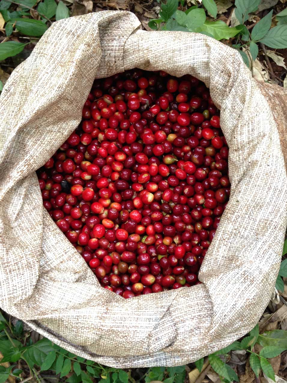 Reife Kaffeekirschen im Sack