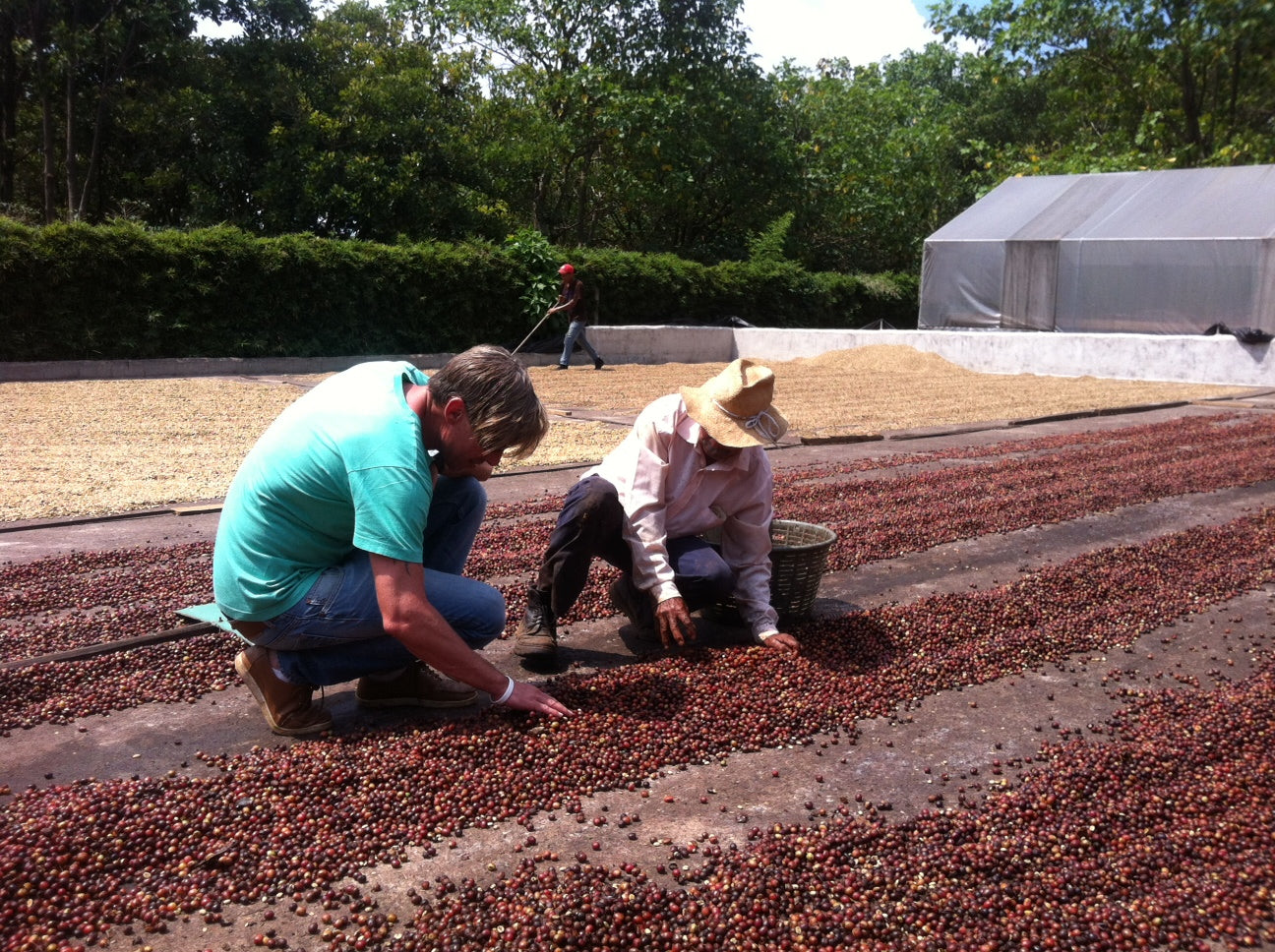 Robert auf der Kaffeefarm