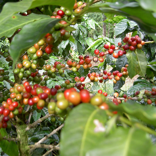 Ruanda Ingagi – Kaffeeverarbeitung Herkunftsfoto Specialty Coffee