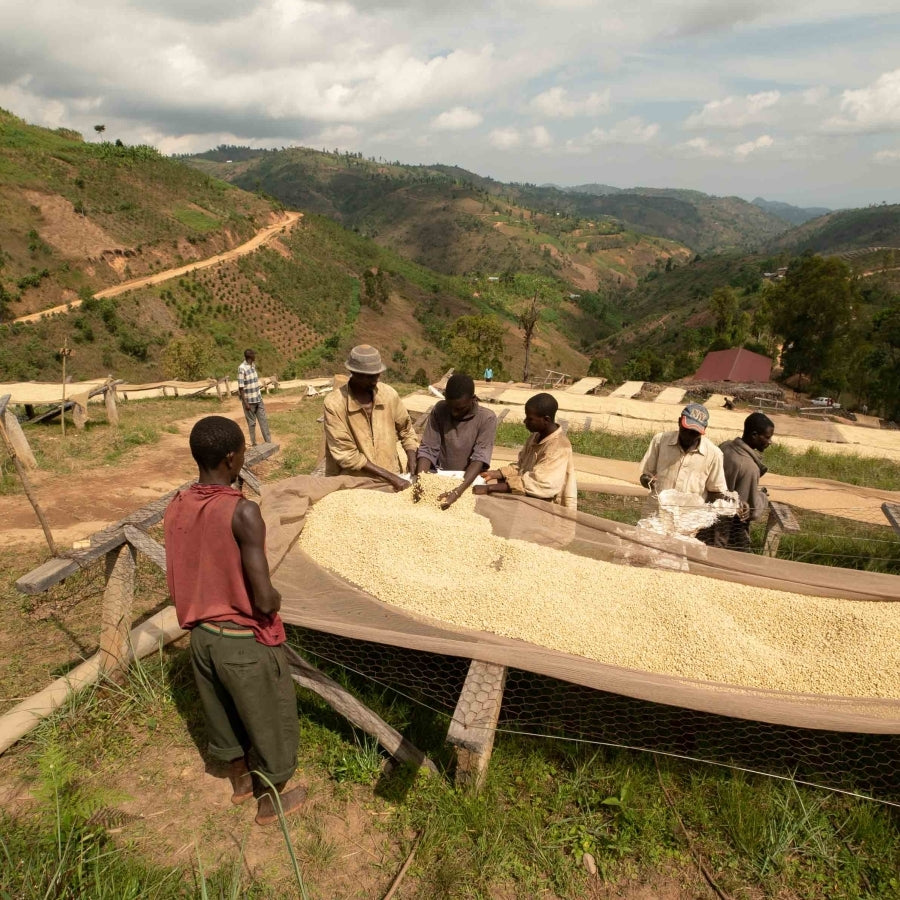 Ruanda Ingagi – Kaffeepflanzung Terrassenanbau Herkunftsfoto Specialty Coffee