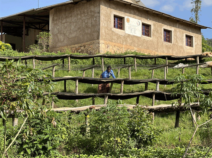 Burundi Shikankoni – Kaffeeplantage Herkunftsfoto Specialty Coffee