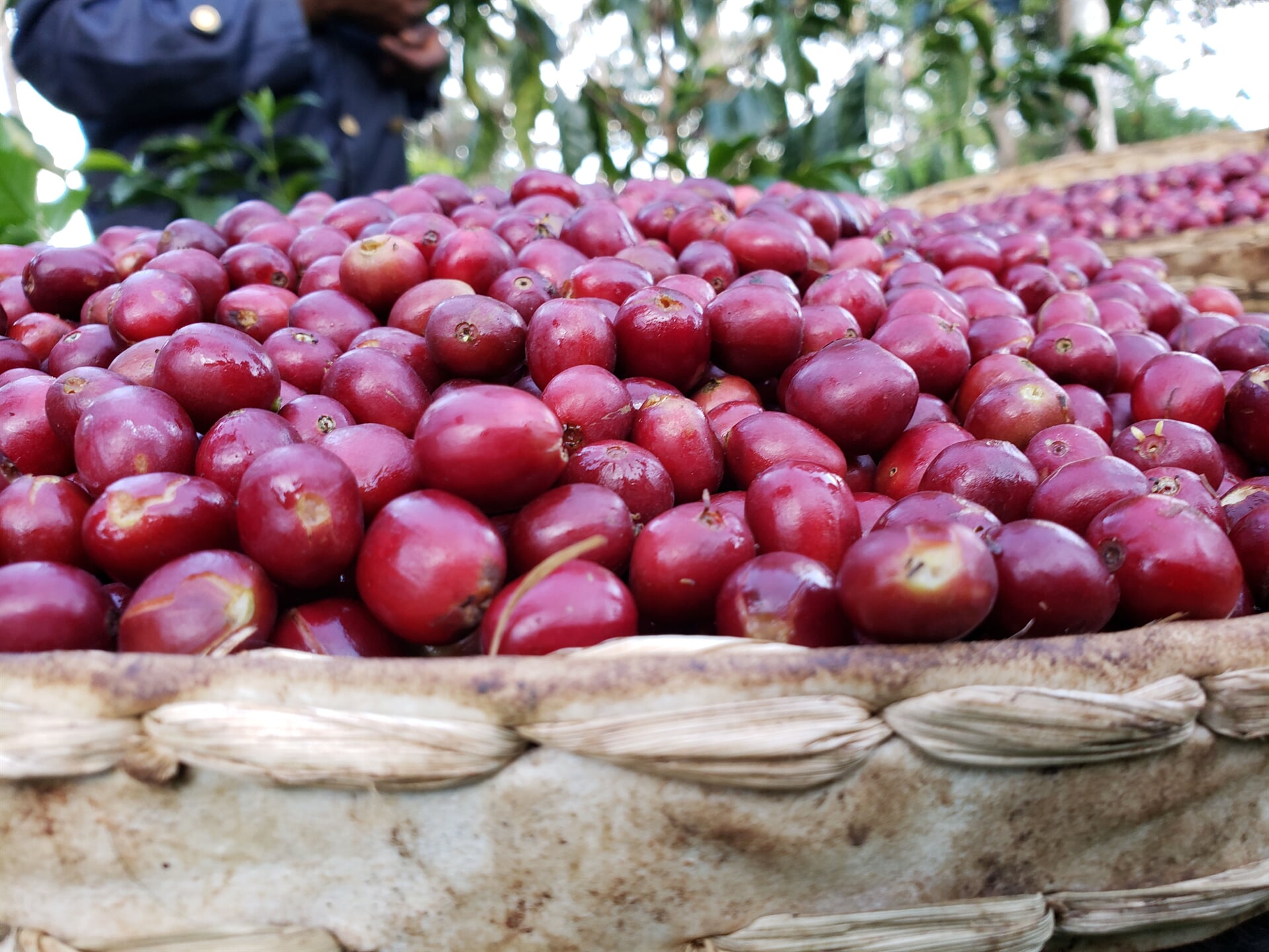 Äthiopien Sookoo Farm Guji – reife rote Kaffeekirschen in Erntekorb Nahaufnahme bei 19grams