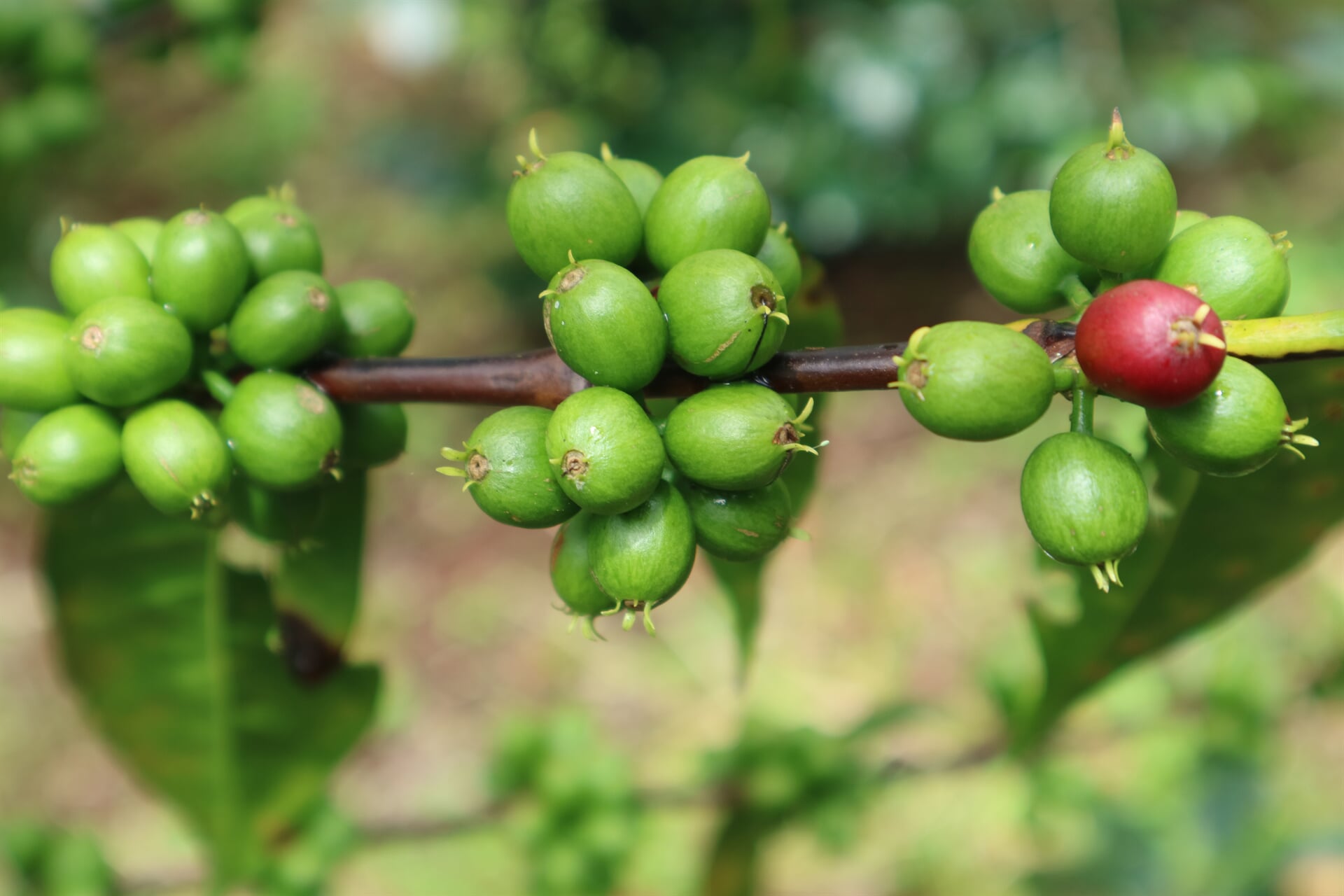 Äthiopien Sookoo Farm Guji – grüne Kaffeekirschen am Strauch Nahaufnahme Herkunftsfoto bei 19grams