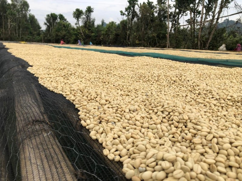 19grams Telila Waschstation Äthiopien – Kaffeebohnen beim Trocknen in der Sonne, Naturprozess Specialty Coffee von 19grams.live Roasters Berlin