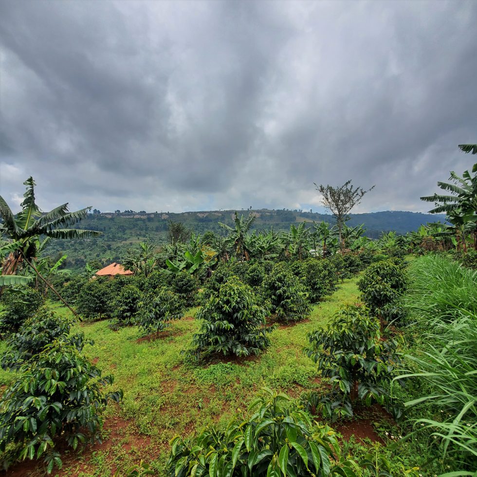 Uganda White Nile Region – Kaffeeernte Herkunftsfoto Specialty Coffee