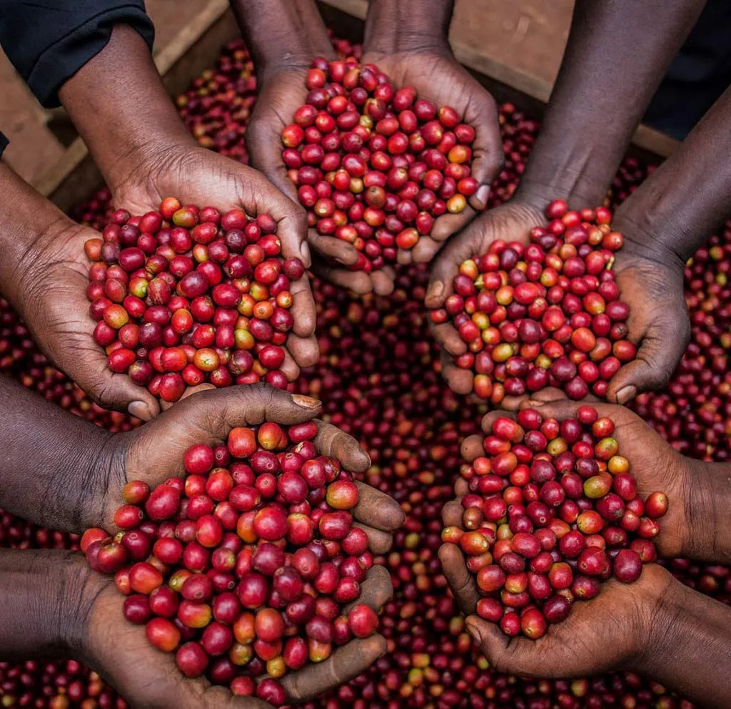 Uganda White Nile Region – Kaffeepflanzung Detailaufnahme Herkunftsfoto Specialty Coffee