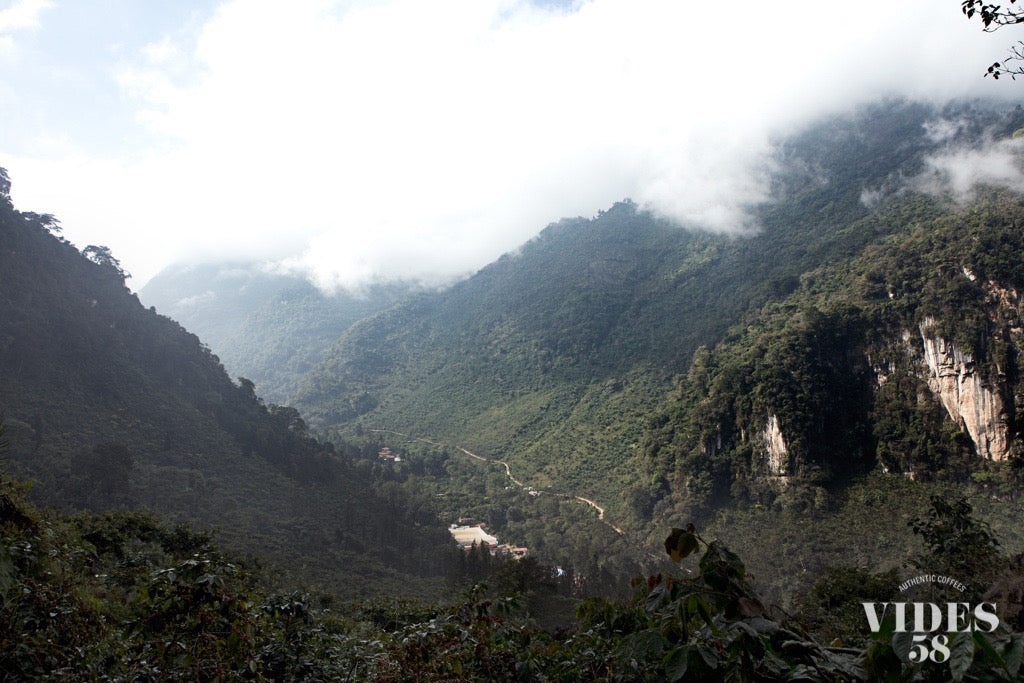Vides 58 Farm in Guatemala