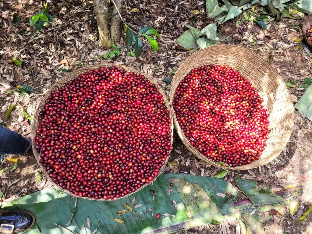 Yirgacheffee Kaffeeernte