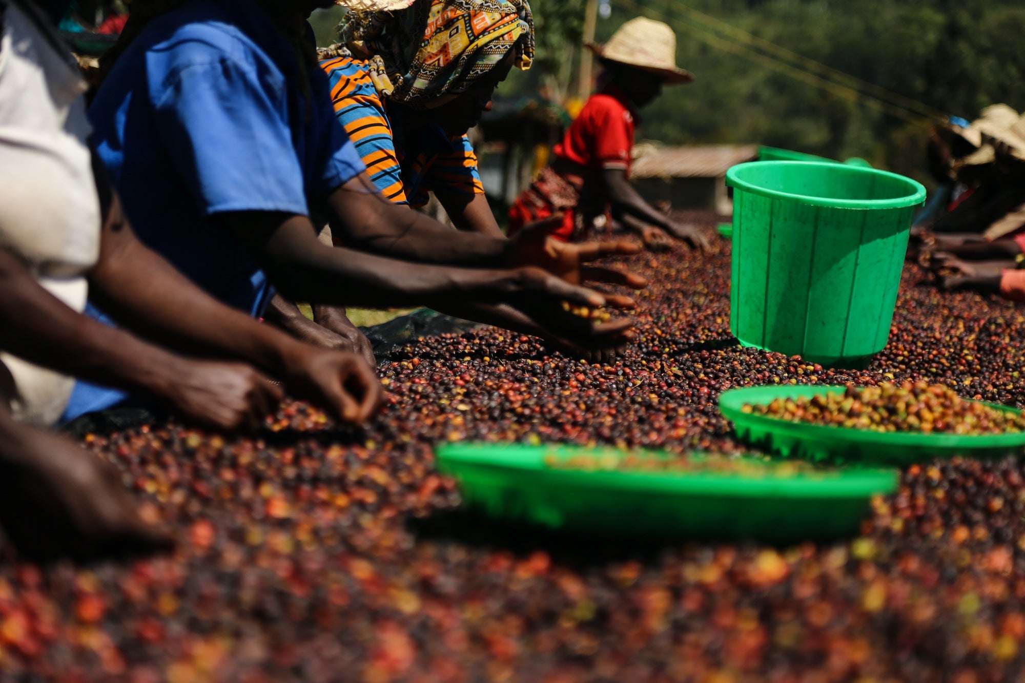 Bombe Kaffeefarm Kirschen Sortierung