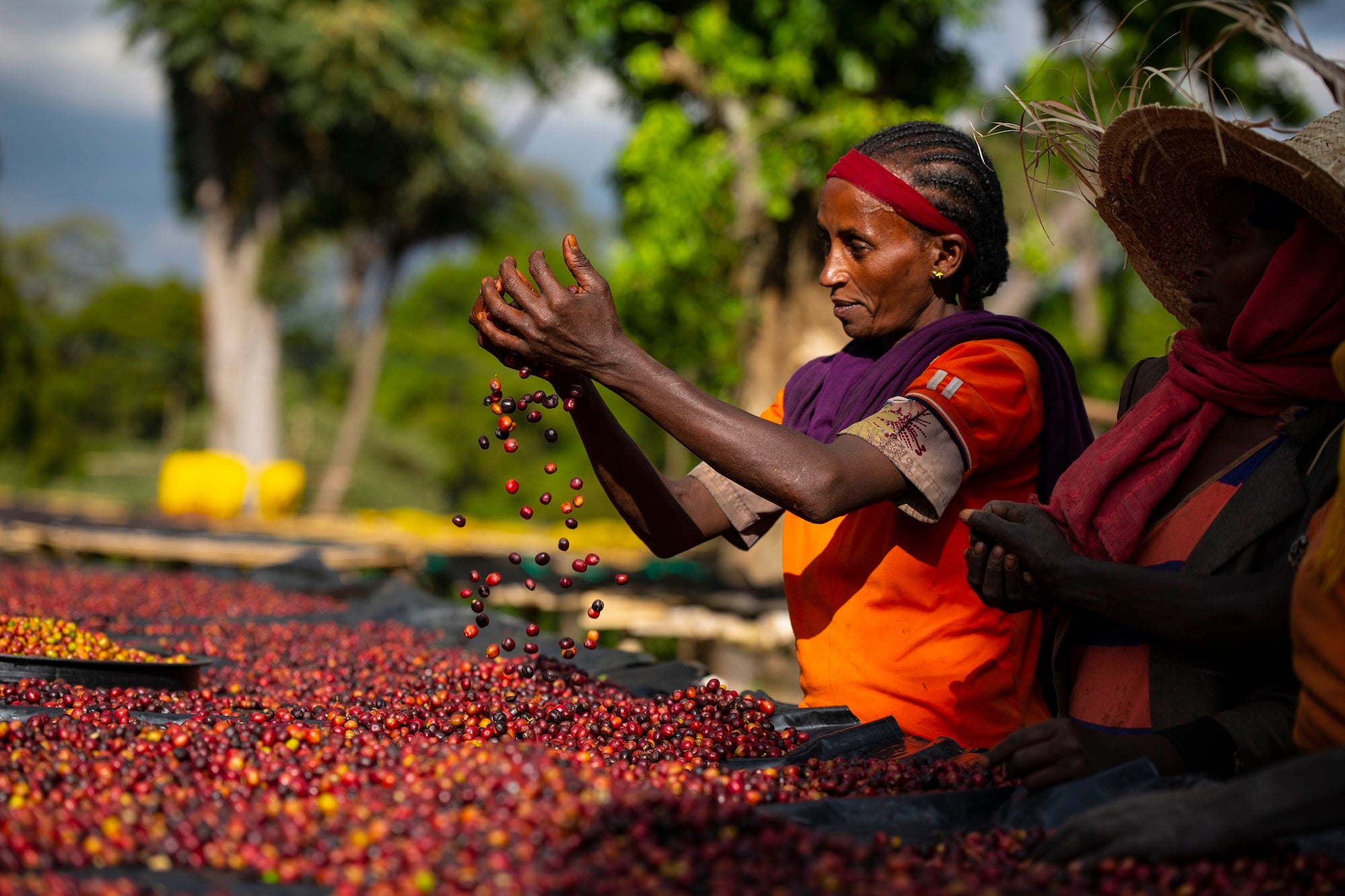 Bombe Kaffeefarm Kirschen Sortierung