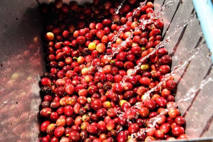 19grams Kaffeekirschen Fermentation – nasse Aufbereitung und Fermentationsprozess von Kaffeebohnen, Qualitätsmerkmal der Specialty Coffee Verarbeitung bei 19grams Berlin