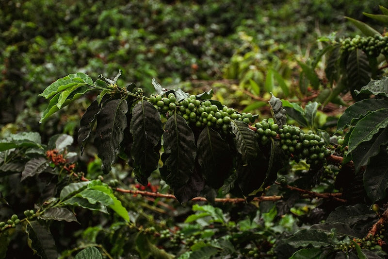 19grams Grüne Kaffeekirschen an einem Ast – Specialty Coffee Anbau Stimmungsbild für 19grams.live Roasters Berlin