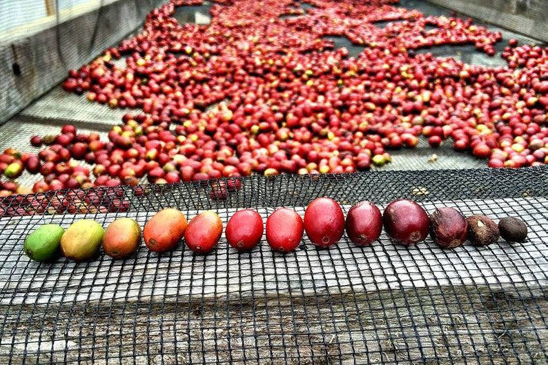 Kaffeefarm in der Dominikanischen Republik