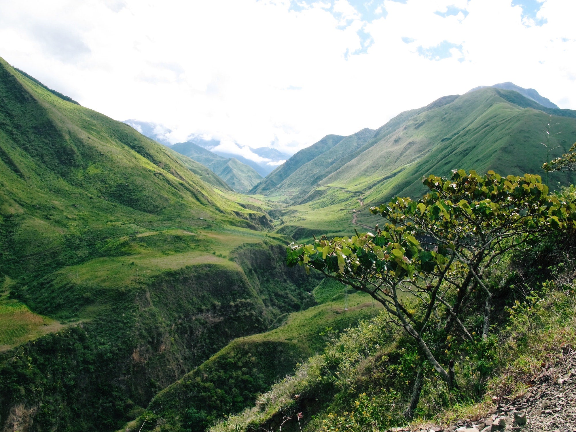 Ecuador Jungle