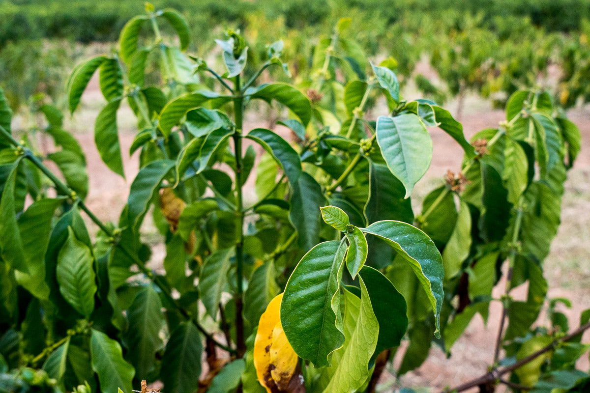 Kaffeepflanzen auf der Fazenda Santuário Sul in Brasilien – Specialty Coffee Herkunft für 19grams.live Roasters Berlin