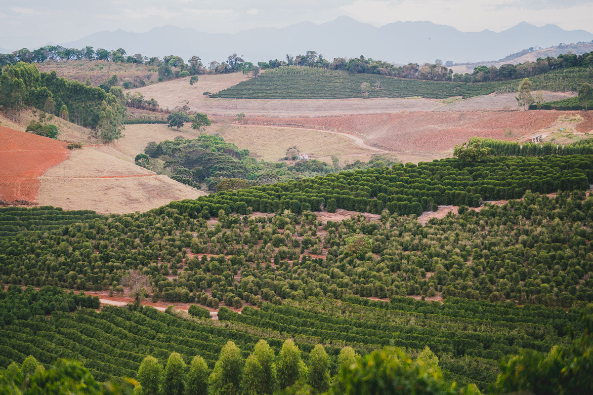 Santuario Sul Kaffeefarm 