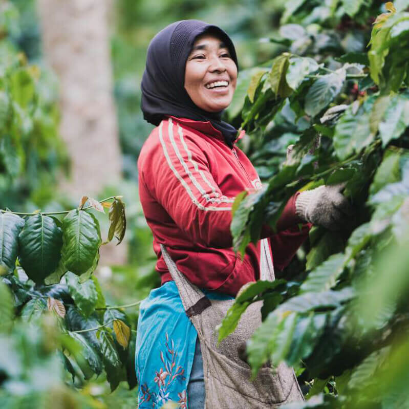 19grams lachende Kaffeepflückerin bei der Kaffeeernte in Indonesien – Gayo Sumatra Specialty Coffee, Partnerproduzent von 19grams.live Roasters