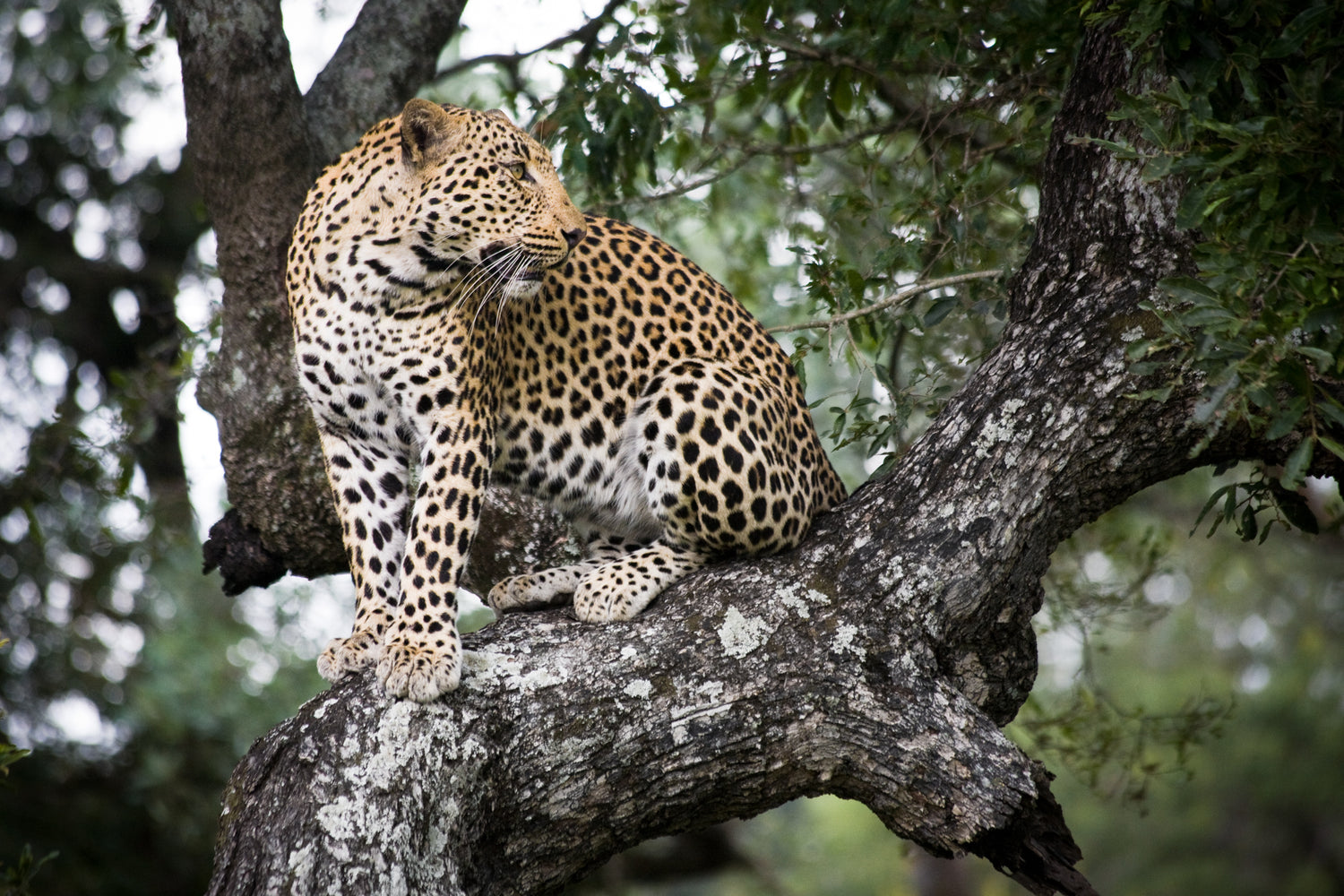 19grams Jaguar im Baum – Wildtier-Motiv für die Roast for the Roar Initiative von 19grams.live Roasters Berlin zum Schutz bedrohter Arten