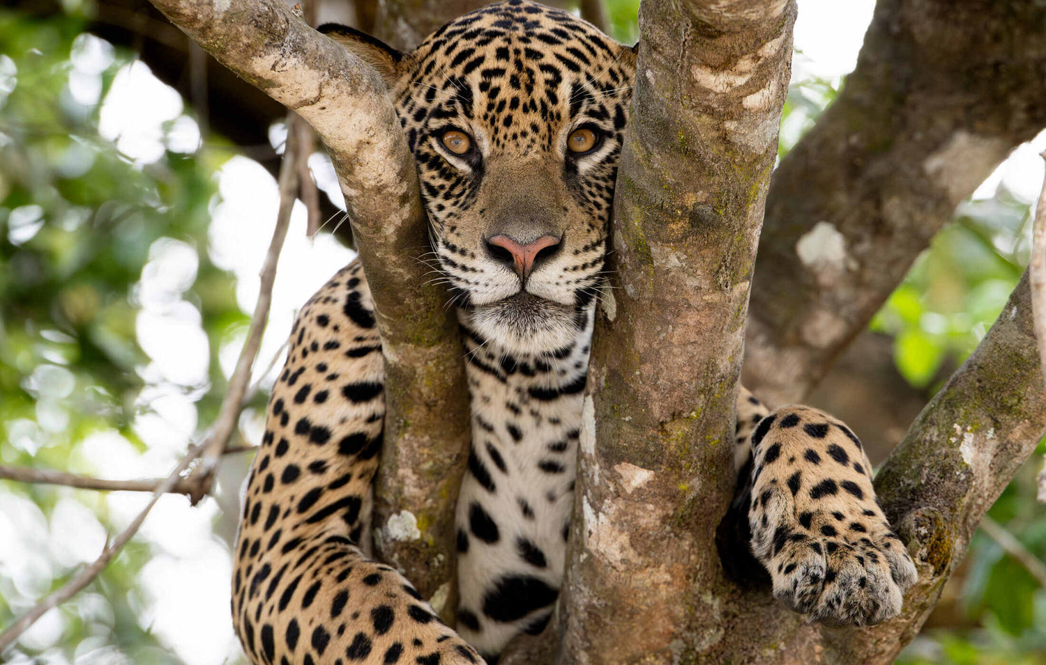 19grams Roast for the Roar Kampagne – Jaguar liegend auf einem Baum, Specialty Coffee Edition zum Schutz bedrohter Raubkatzen von 19grams Berlin