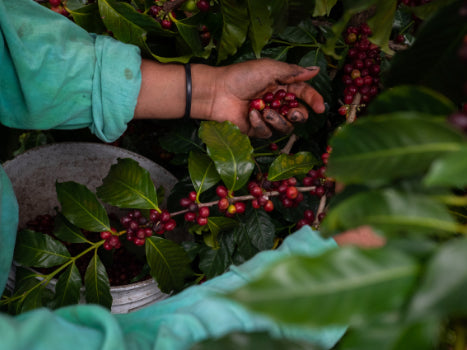 Plantage in Mexiko