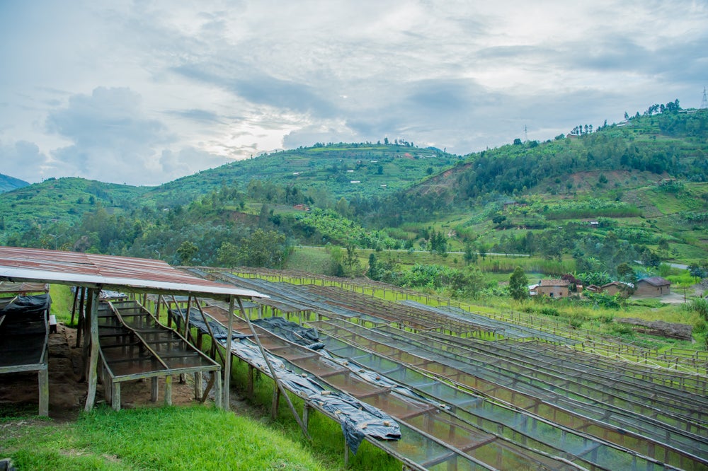 Trocknungsgerüste für Washed Coffee auf der Ngororero Farm Ruanda – Aufbereitungsanlage für gewaschenen Kaffee für 19grams Ngororero Specialty Coffee