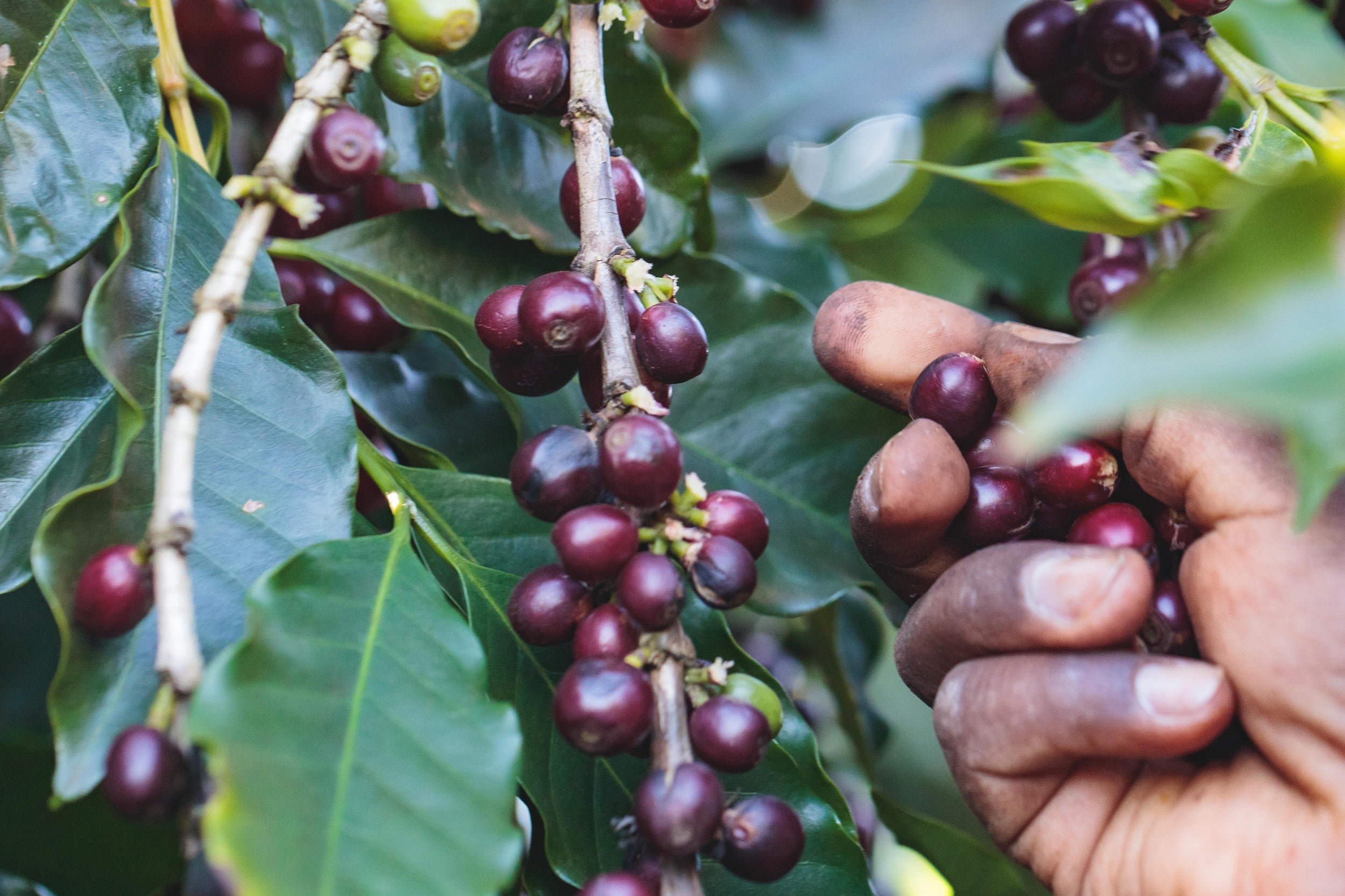 Santa Cecilia Brazil Kaffeekirschen