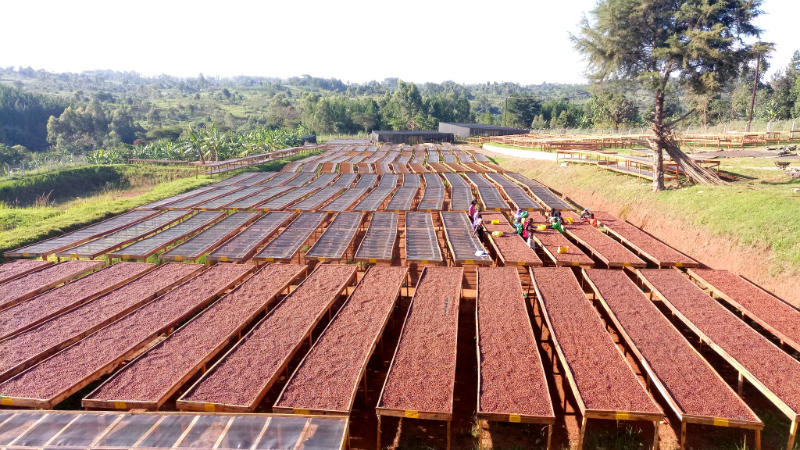 Uganda White Nile Region – Kaffeebohnen Tablettrocknung Herkunftsfoto Specialty Coffee