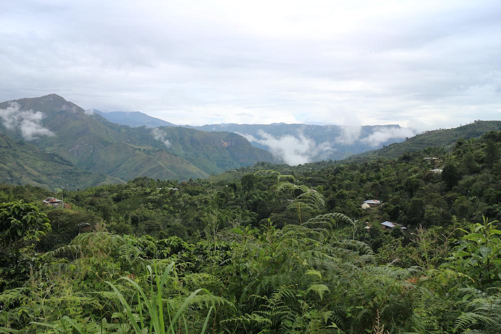 Kolumbien Kaffee im Jungle