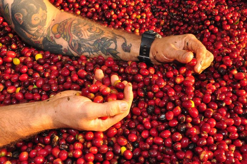 19grams 4 Llamas Geisha Bolivien Kaffeebohnen Verarbeitung Nahansicht - Rare Specialty Coffee kaufen bei 19grams Berlin